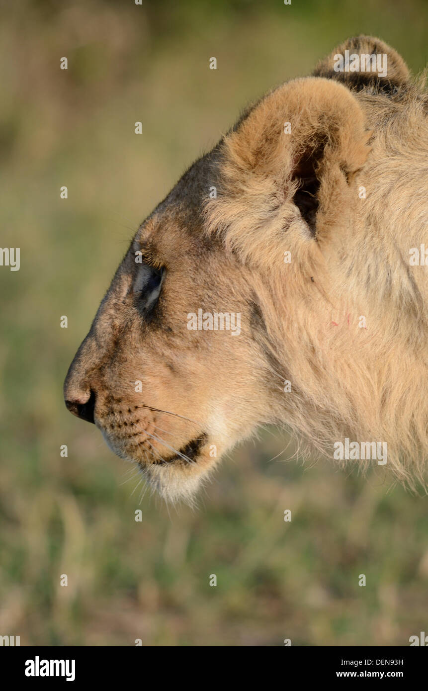Maasai mara national park hi-res stock photography and images - Alamy