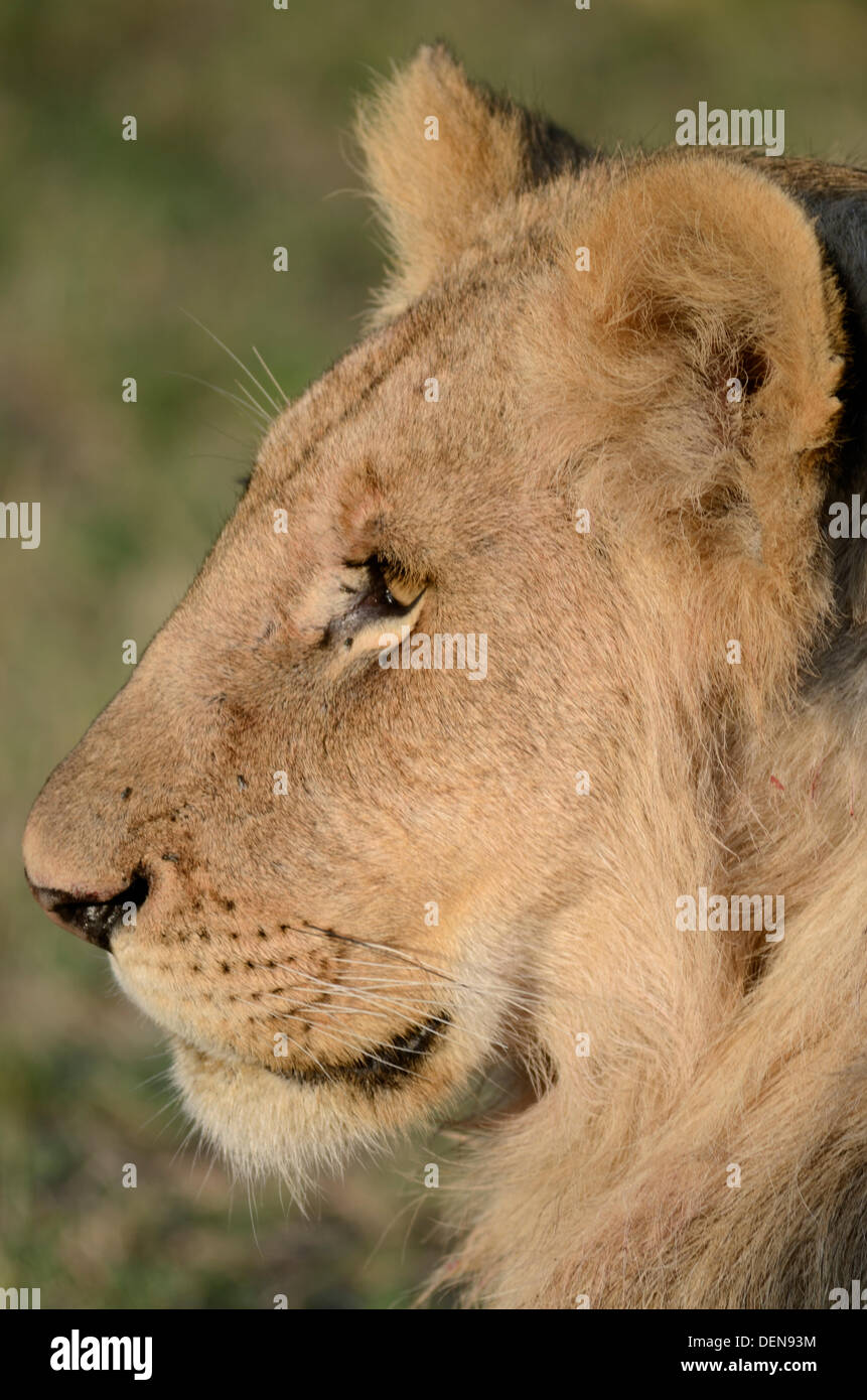 Maasai mara national park hi-res stock photography and images - Alamy