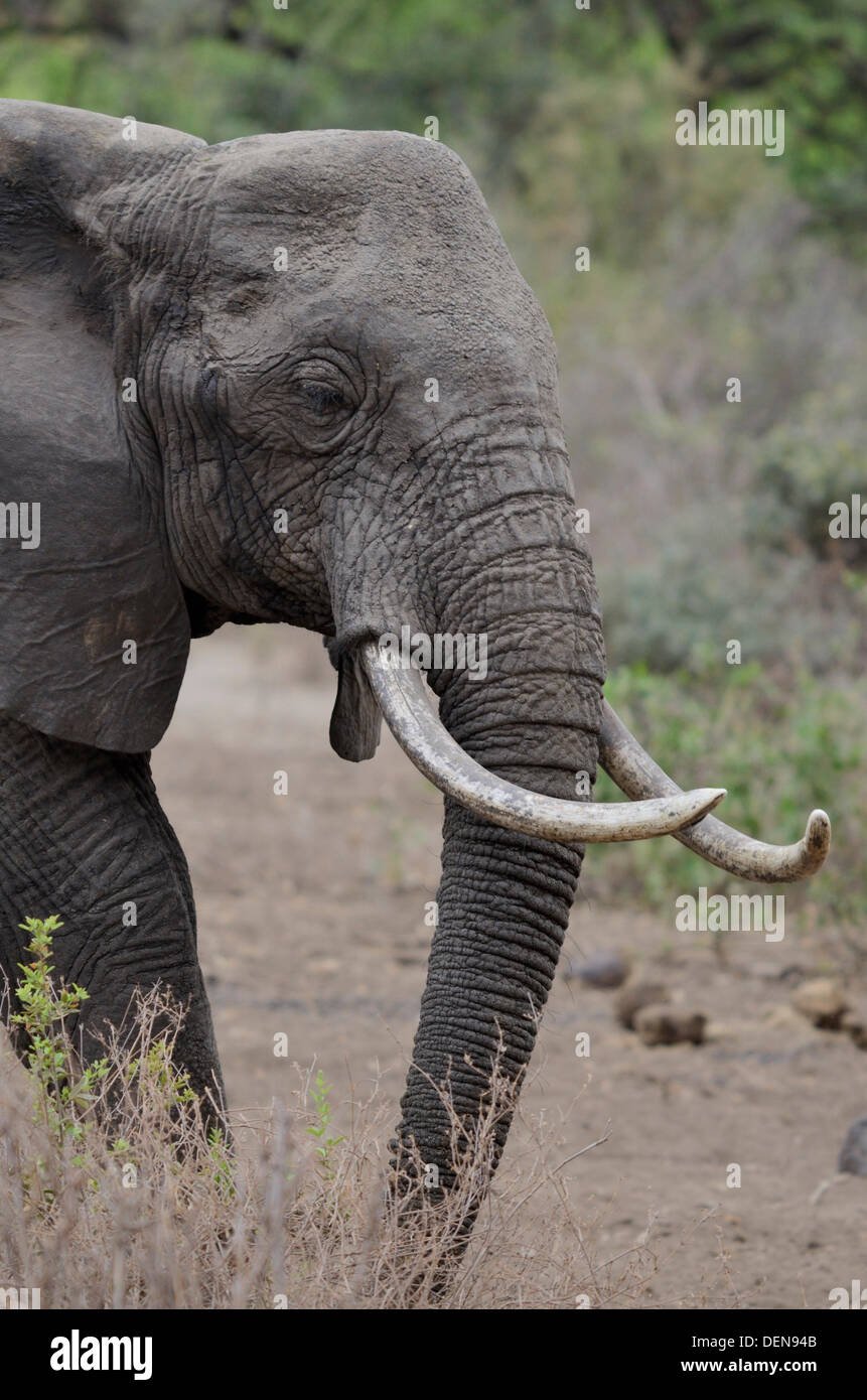 The African Bush Elephant or African Savanna Elephant (Loxodonta africana). Lake Manyara National Park. Tanzania, East Africa Stock Photo