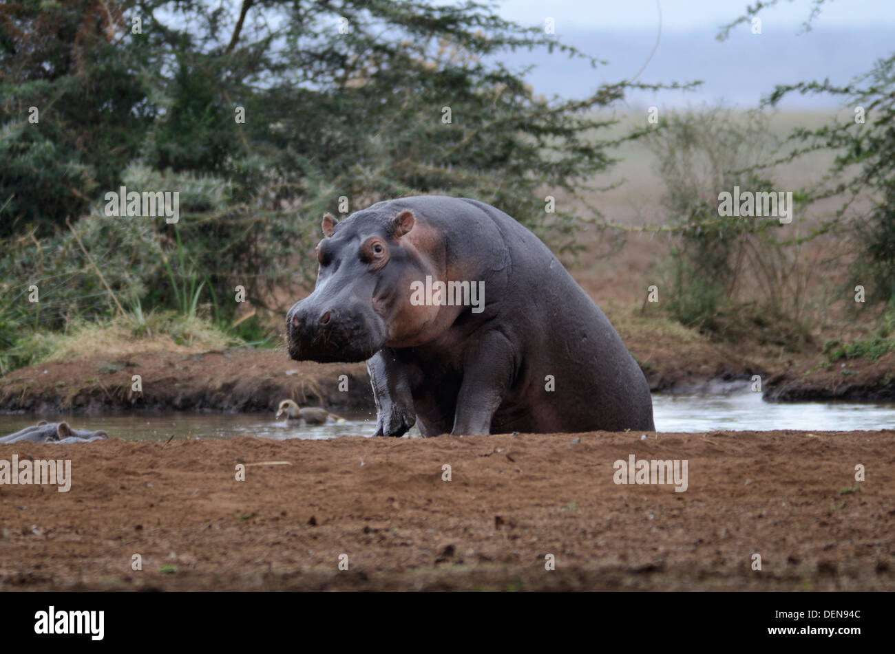 Hippopotamus (Hippopotamus amphibius), or hippo. Lake Manyara National Park, Tanzania, East Africa Stock Photo