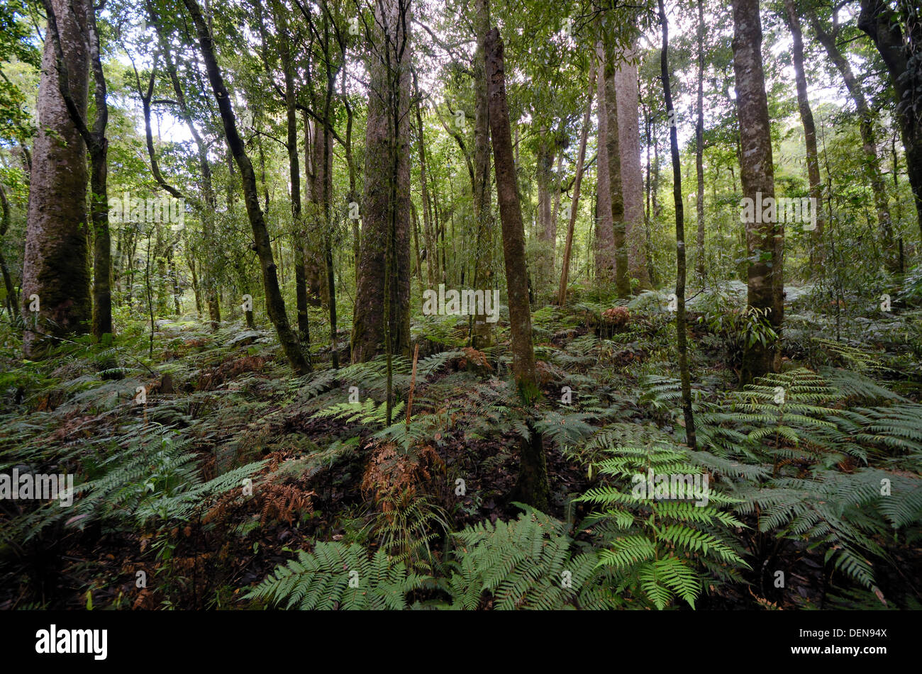Kauri tree forest with ferns.  Trounson Kauri Park, Northland, New Zealand Stock Photo