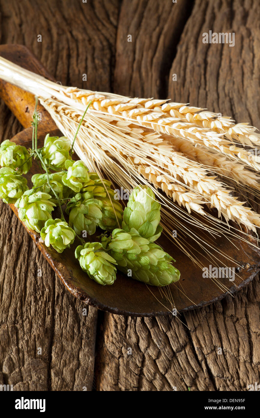 Hops and golden ripe Ears of Grain on a old wooden shovel is lying on a rustic wooden Table Stock Photo