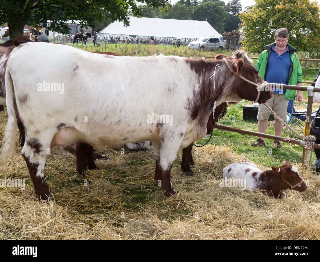 Beef Shorthorn cow and calf at the Stokesley Agricultural Show 2013 Stock Photo