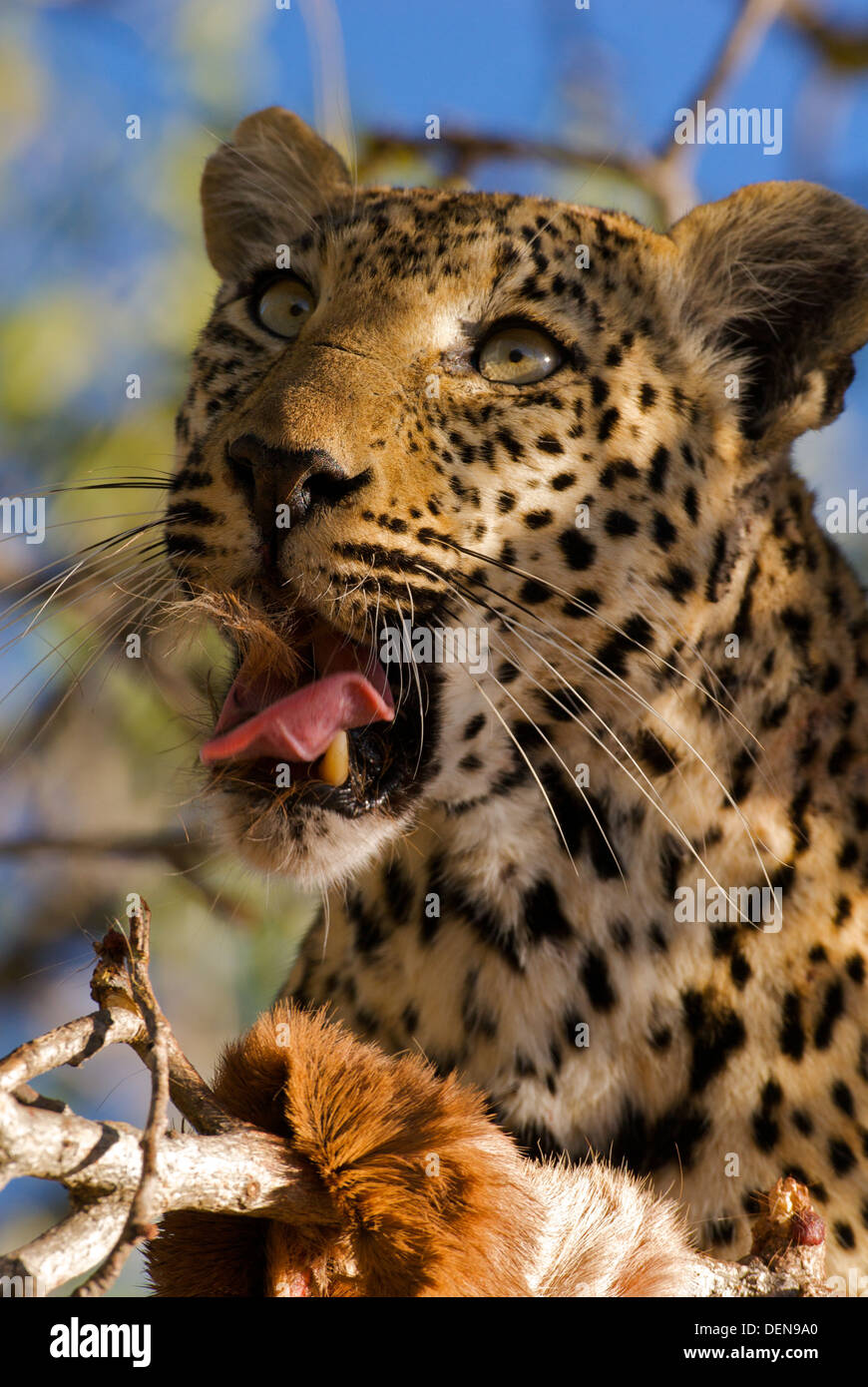 Hilarious image of a leopard feeding, with the mouth full of hair of its prey. The perfect 'Cat that Ate the Canary' Stock Photo