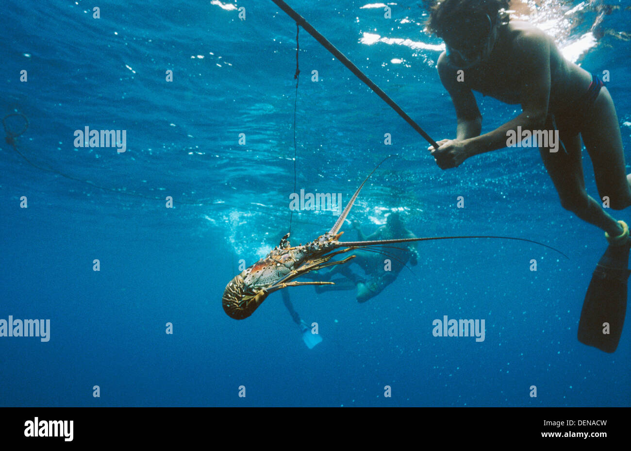 Lobster fishing in the Caribbean Sea. Kuna Yala, San Blas, Panama Stock
