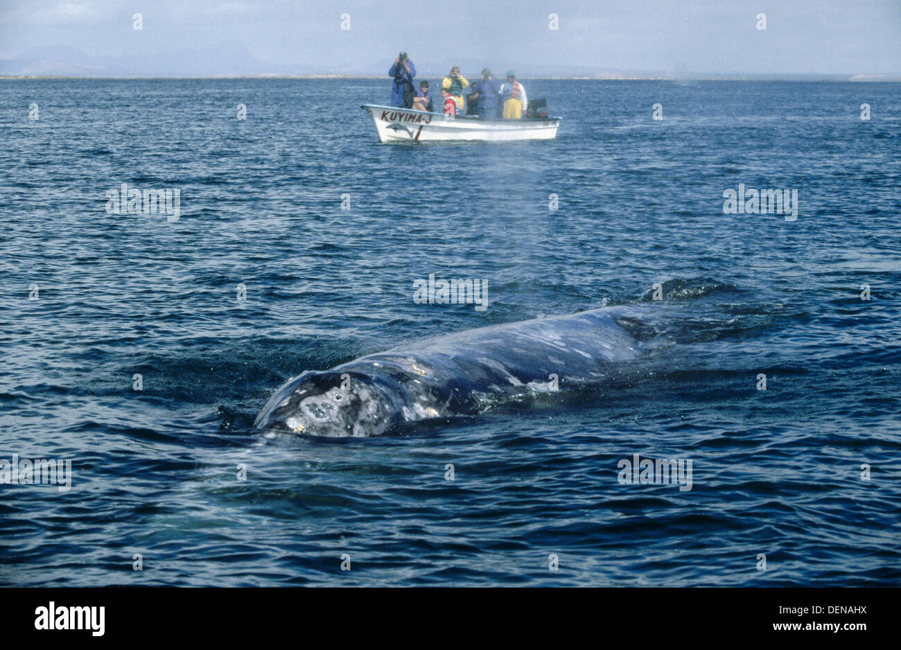 El Vizcaino Biosphere Reserve High Resolution Stock Photography and ...