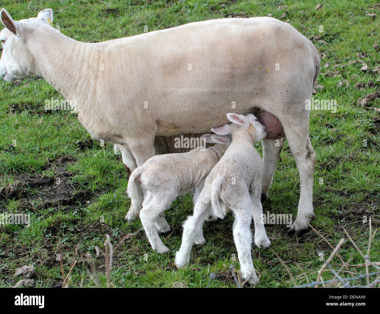 Cute young lambs drinking milk at the udder of mum Stock Photo Alamy