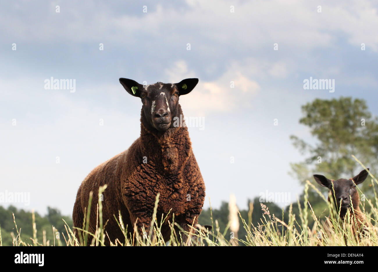 Portrait  of a mature black sheep close-up, looking into the camera, against a blue sky in summer Stock Photo