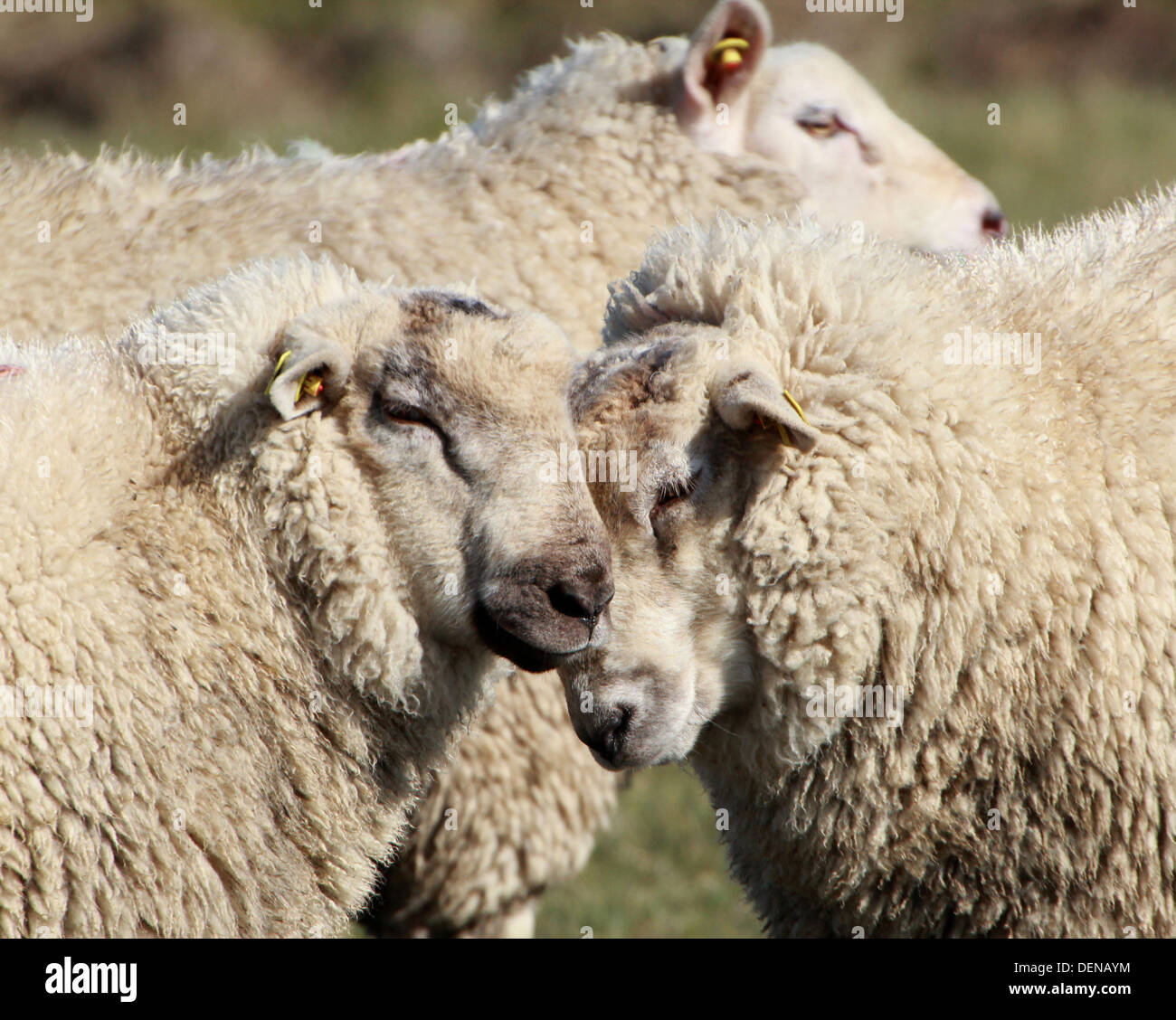 Portrait  of  mature sheep  looking into the camera and rubbing heads, with a third sheep in the background Stock Photo