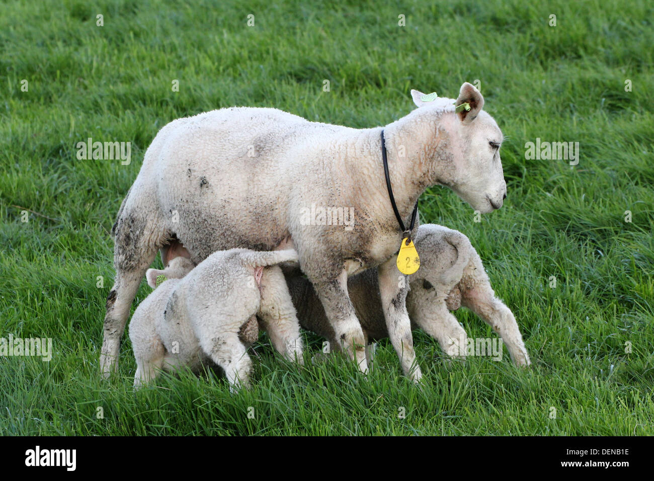 Lamb Drinking Milk High Resolution Stock Photography and Images Alamy