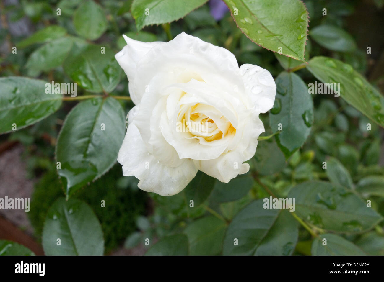 Yellow Patio Climbing Rose Summertime 1 Stock Photo 60706771