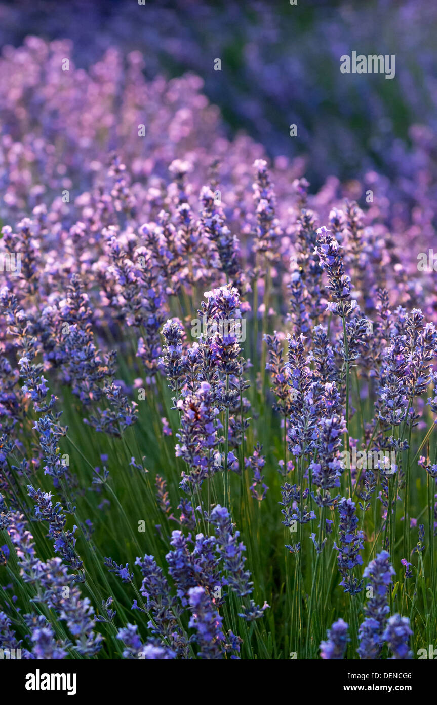 lavender in bloom in a field,kent,england,uk,europe Stock Photo Alamy