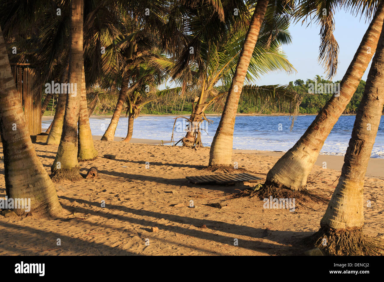 Cluster of palm trees on an African beach Stock Photo