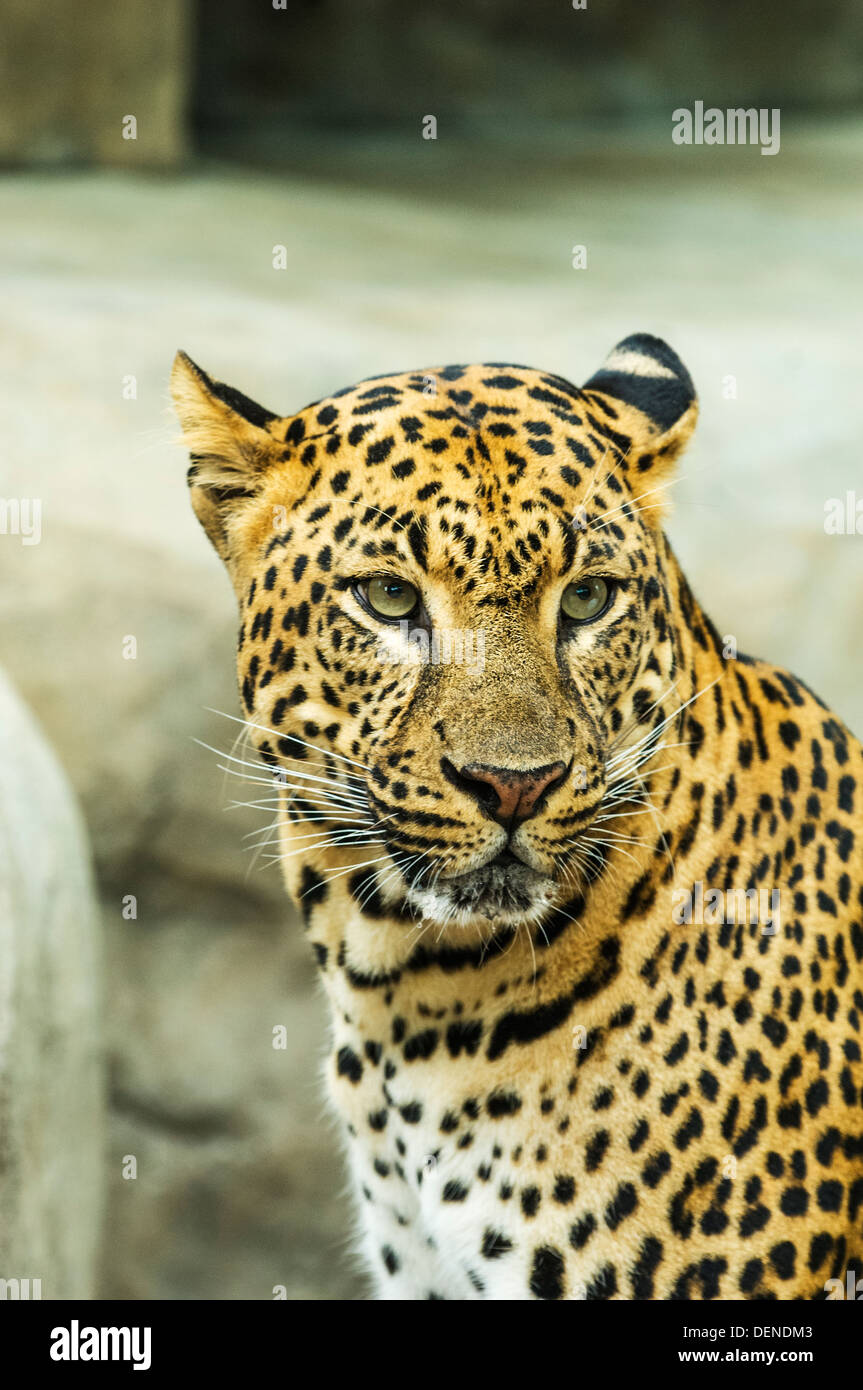 Animal naples zoo florida hires stock photography and images Alamy