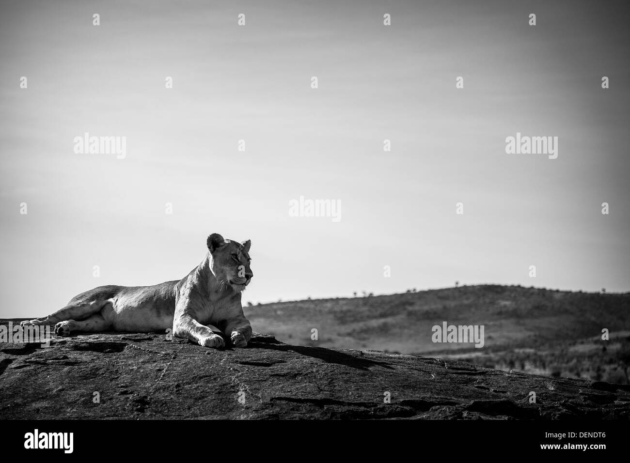 A black and white photo of a lioness relaxing on a rock in the Maasai Mara, Kenya Stock Photo