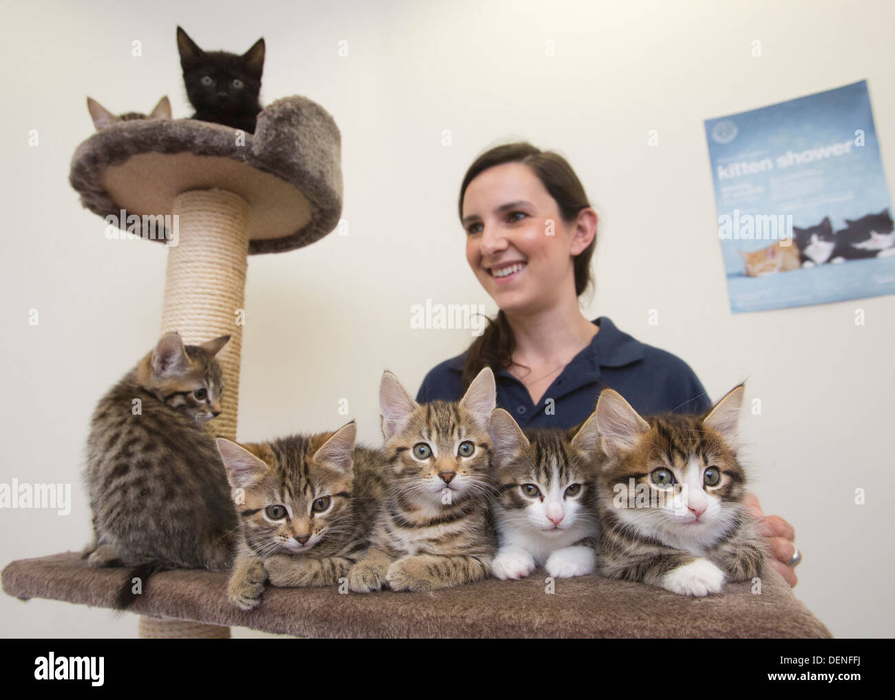 Battersea dogs home indoor cats sale