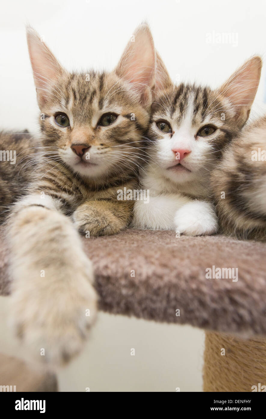 battersea kittens