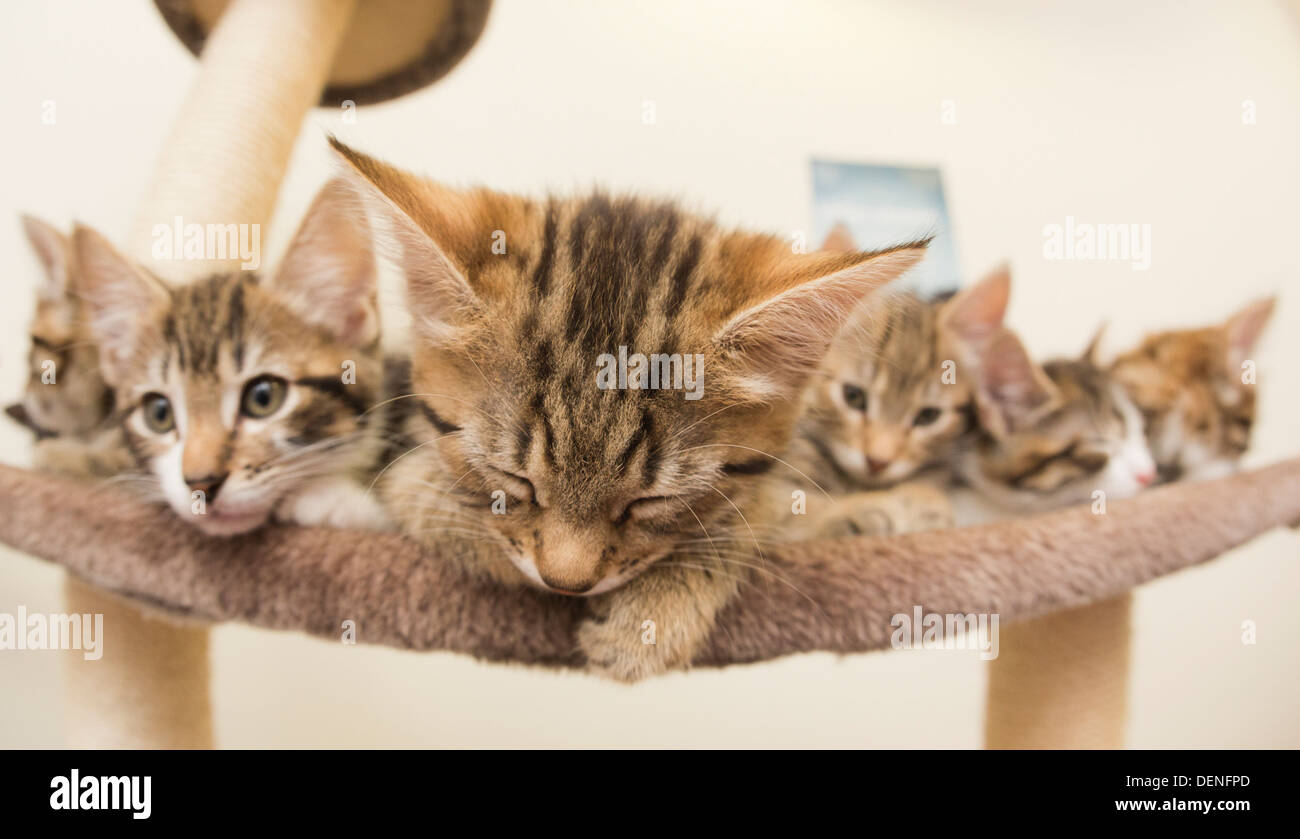 Inside Battersea Dogs & Cats Home, London where kittens are presented to the press who've been given potential royal names. Stock Photo