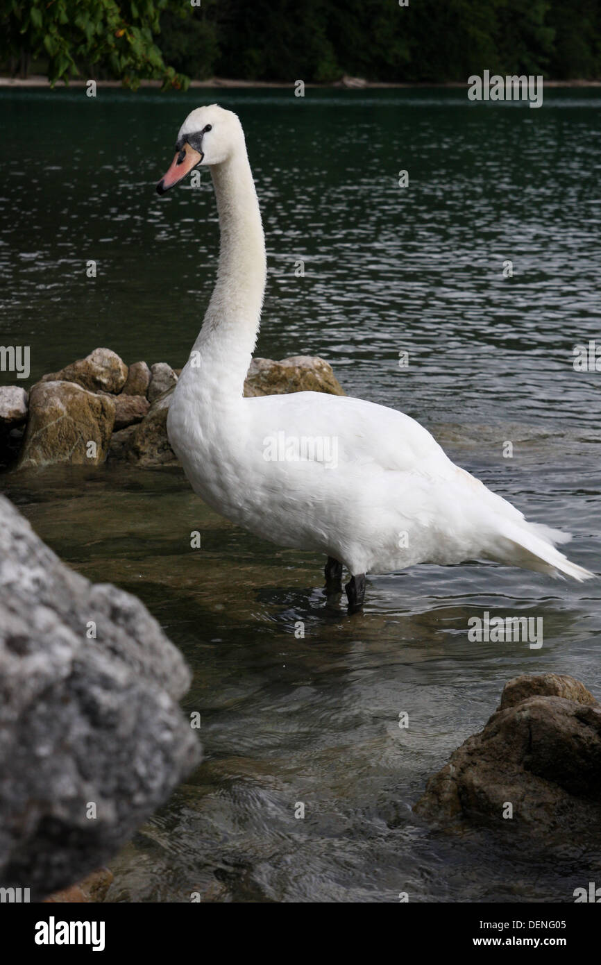 Swan on lake edge Stock Photo