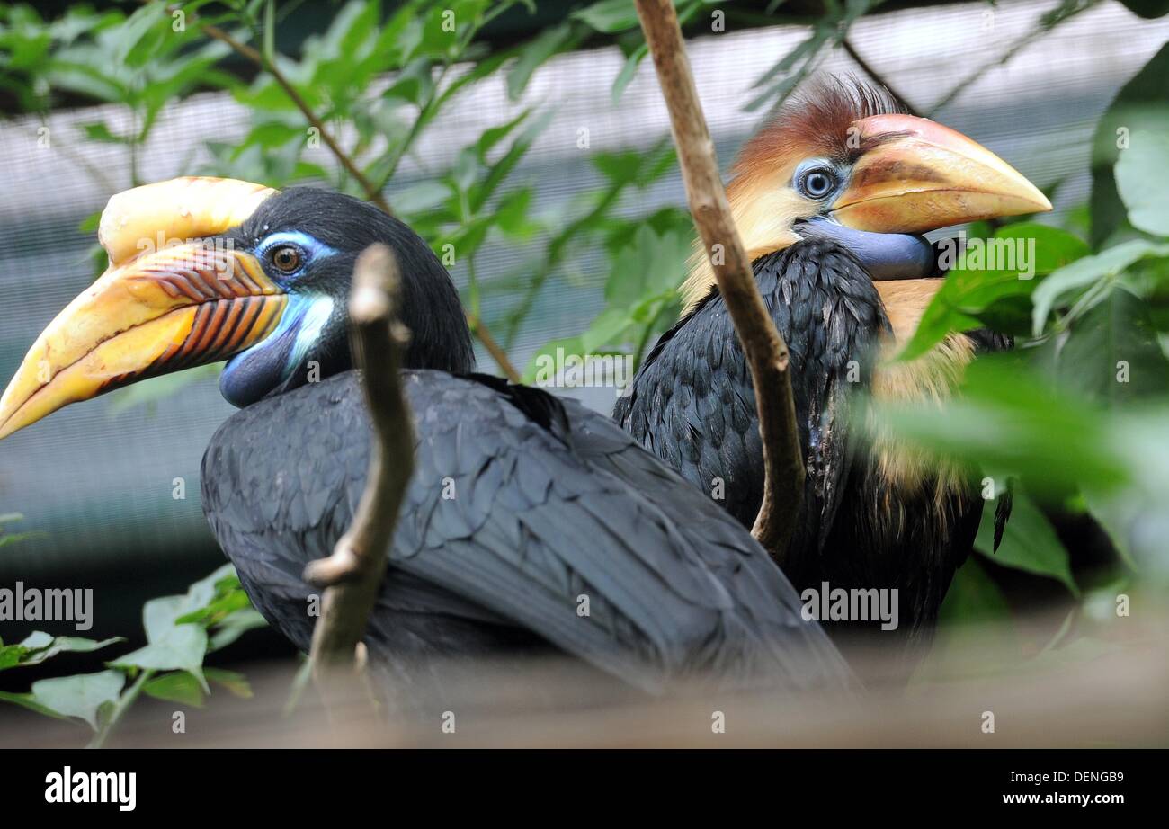 A three months old Knobbed Hornbill (Aceros cassidix) (R) sits next to the mother (L) in the birds park Walsrode, Germany, 13 September 2013. Originally, the birds live in the rain forests of Sulawesi in Indonesia. Photo: HOLGER HOLLEMANN/dpa Stock Photo