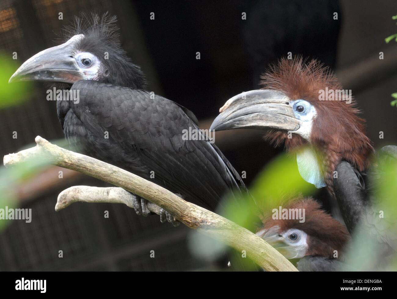 A three months old male Black-casqued Wattled Hornbill (Ceratogymna atrata) (L) sits next to the mother (R) in the bird park Walsrode, Germany, 13 September 2013. Originally, the Black-casqued Wattled Hornbill lives south of the Sahara in Africa. Photo: HOLGER HOLLEMANN/dpa Stock Photo