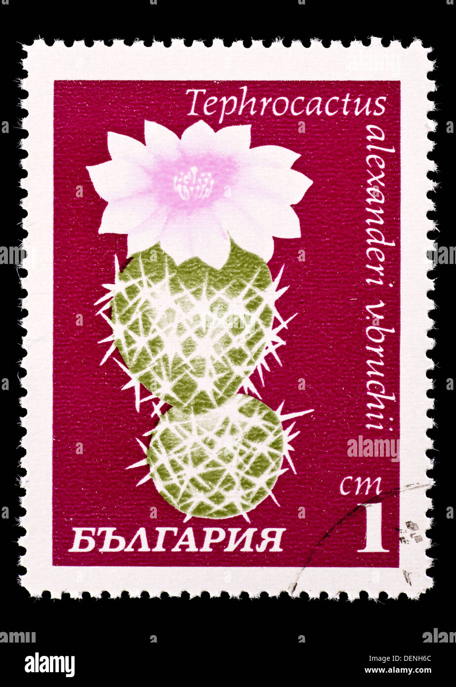 Postage stamp from Bulgaria depicting a flowering cactus (Tephrocactus alexanderi v. Bruchii) Stock Photo