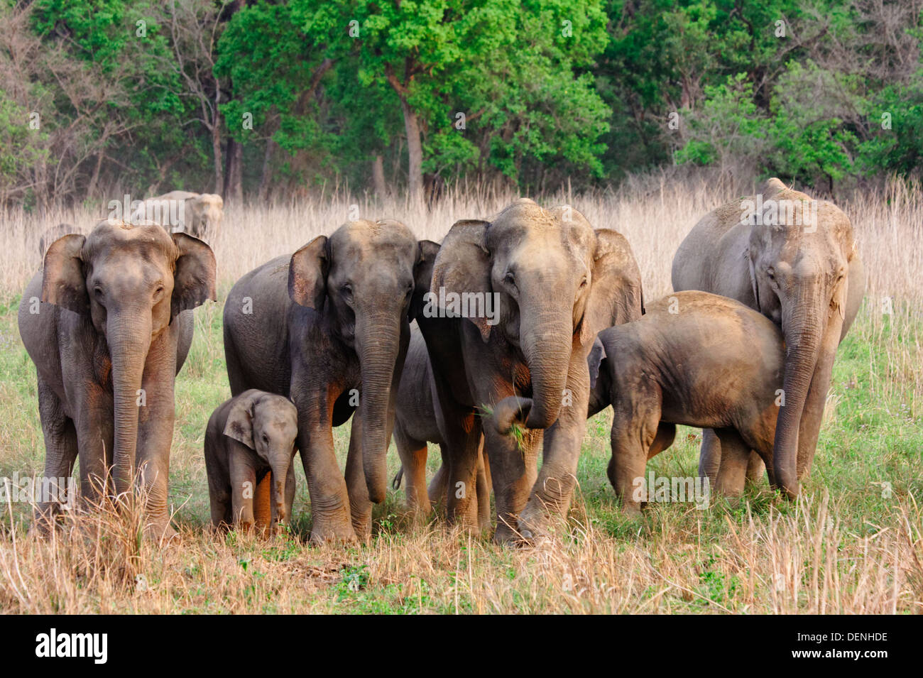 Herd of wild Elephants at Dhikala grassland, Jim Corbett Forest India. Stock Photo