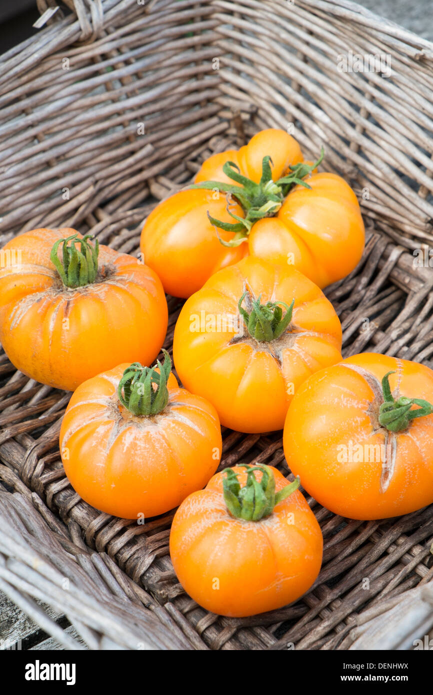 Heritage tomatoes, 'summer cider', ripe fruits ready for the kitchen. Stock Photo