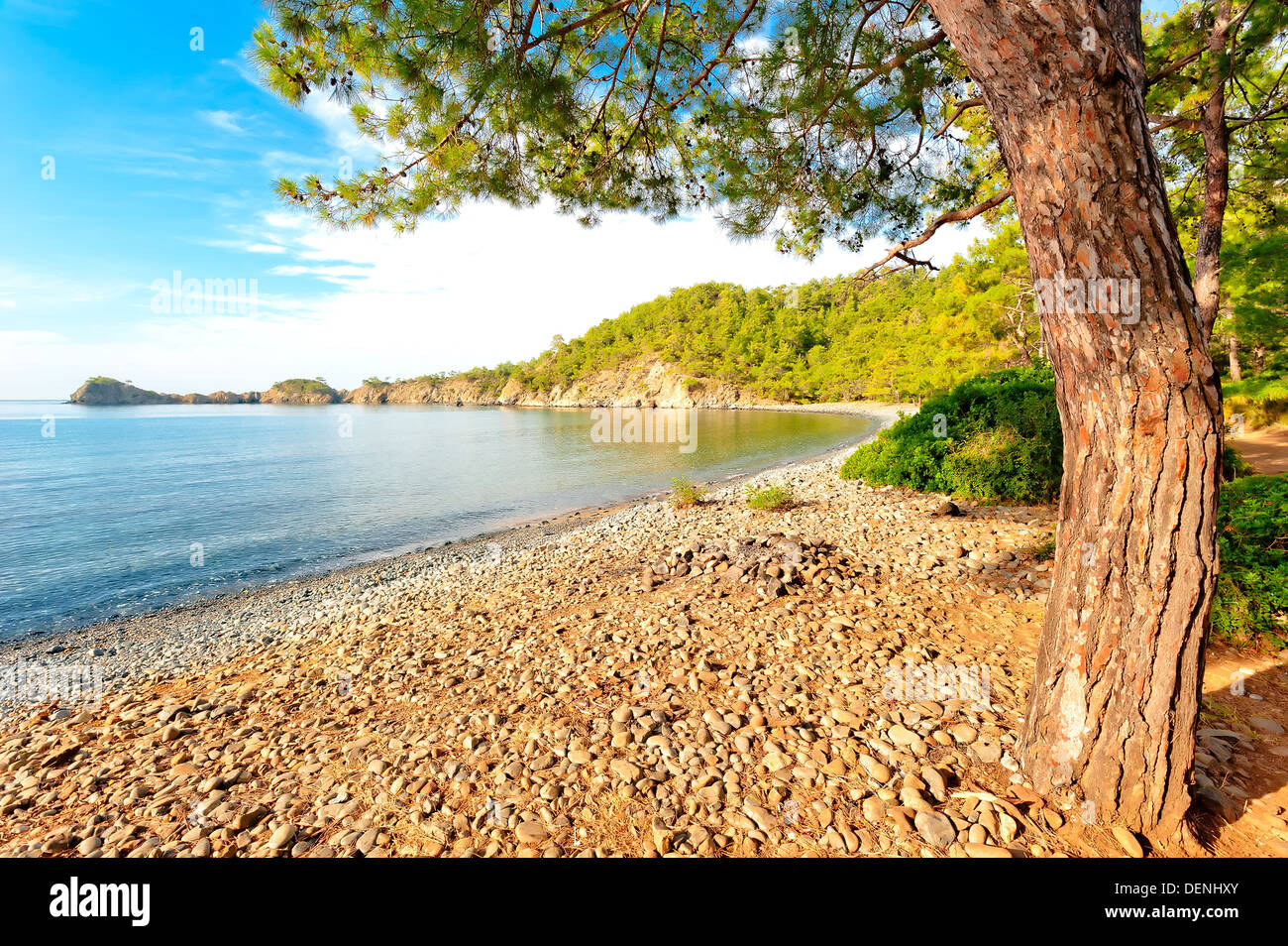 Very old pine tree hi-res stock photography and images - Alamy