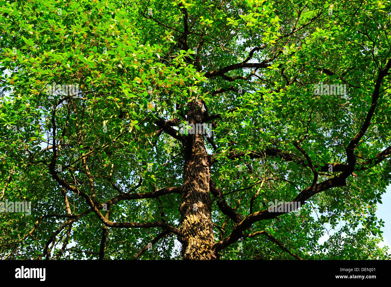 The Tembusu Tree (Singapore Botanic Gardens) Stock Photo