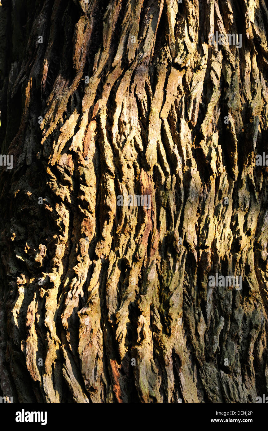 Deeply fissured bark of the Tembusu Tree (Singapore Botanic Gardens) Stock Photo