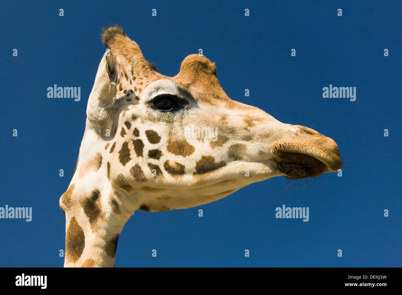 northern giraffe (Giraffa camelopardalis). Head detail. Stock Photo