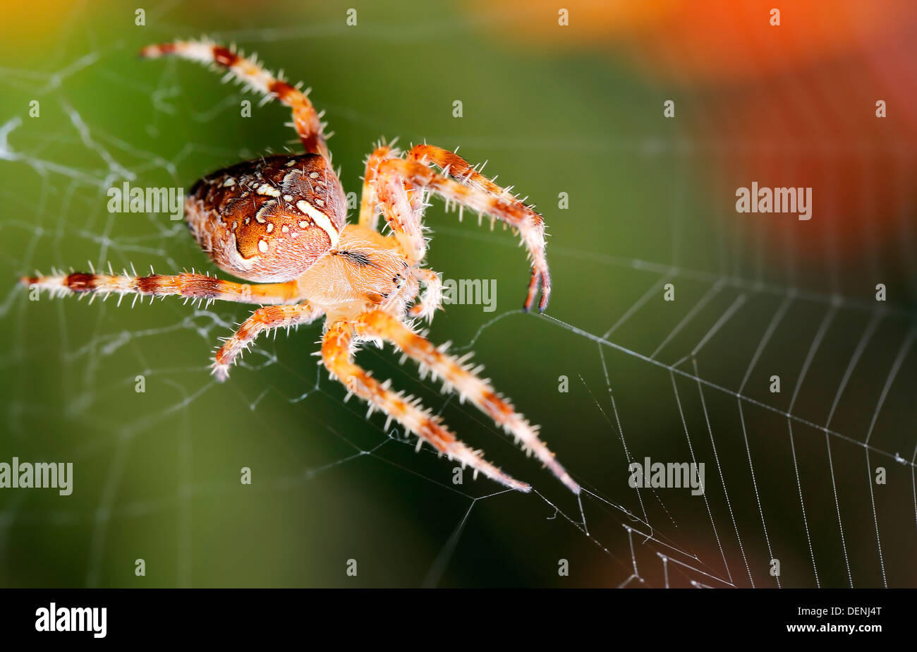 Spider on web a macro wildlife background Stock Photo - Alamy
