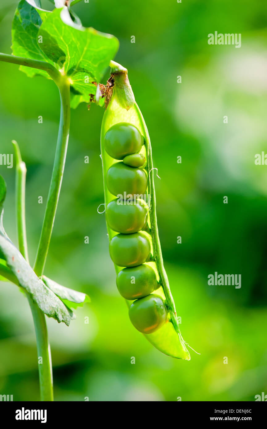 ripe open pod with peas hanging on a bush close-up Stock Photo