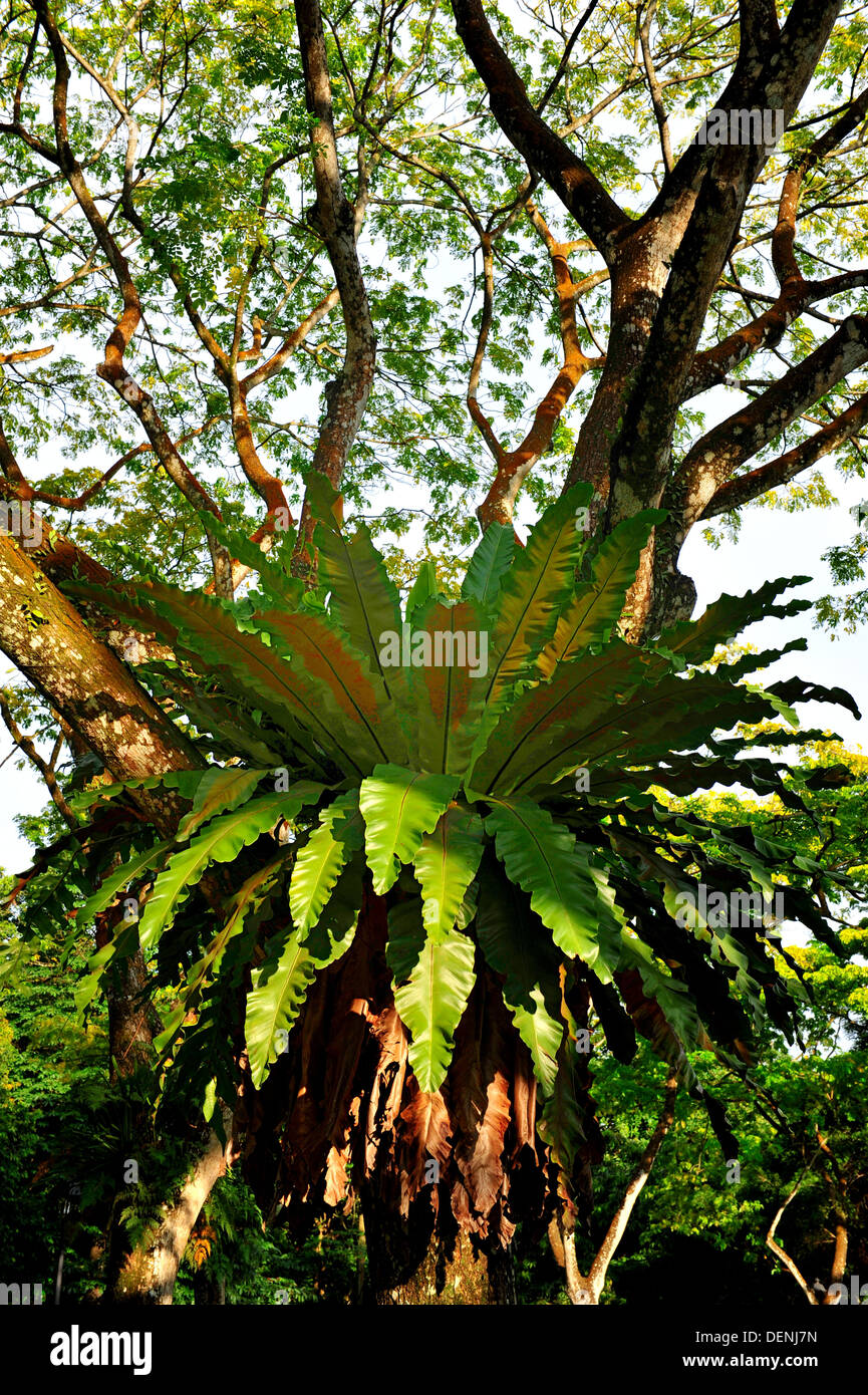 Bird'snest fern found on the Rain Tree in Singapore Botanic Gardens
