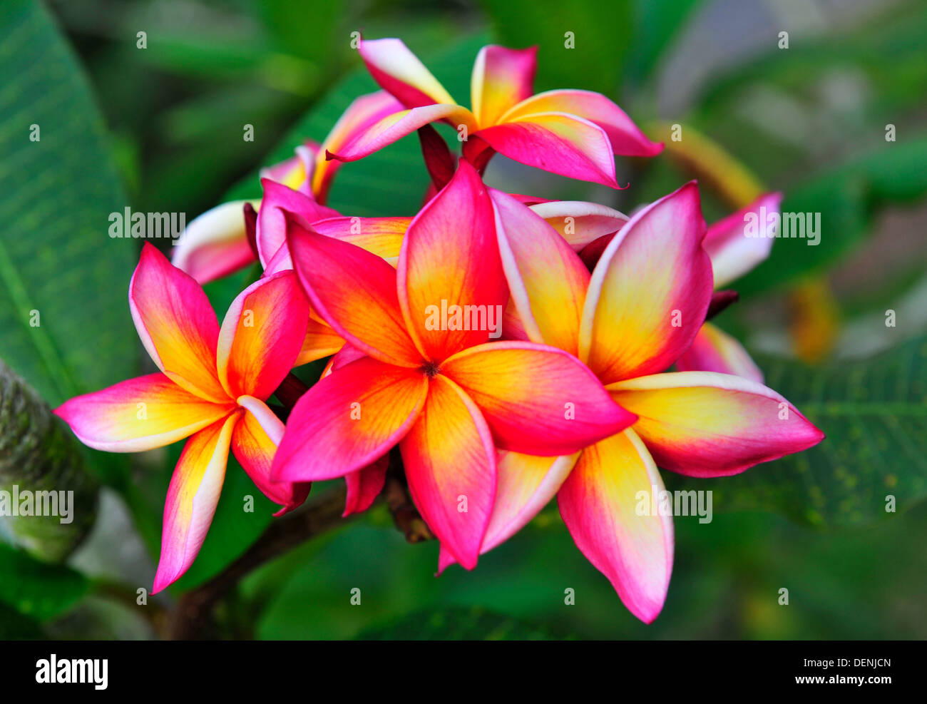 Plumeria rubra cv Jean Moragne (Singapore Botanic Gardens Stock Photo -  Alamy