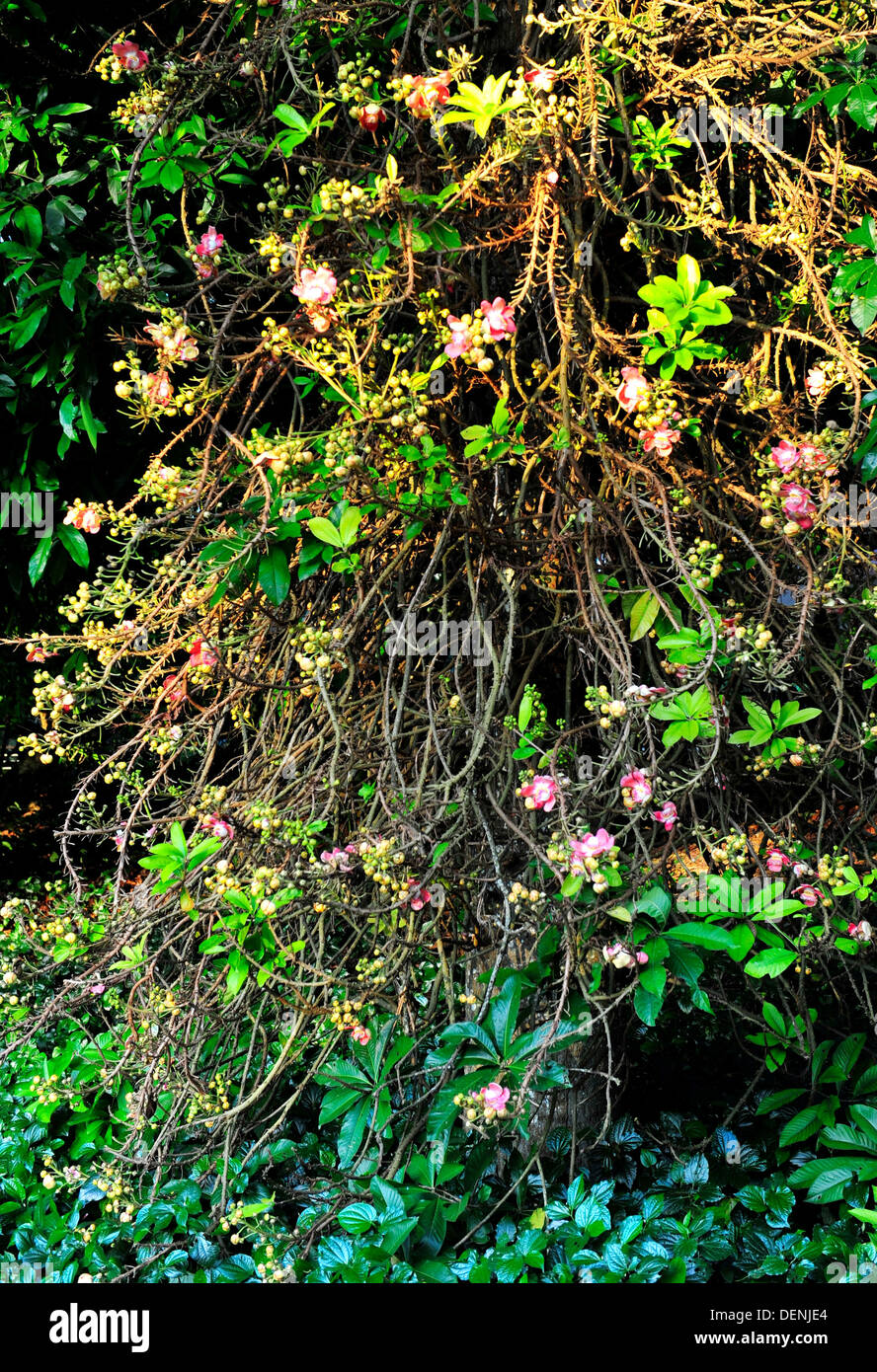 Canonball Trees (Singapore Botanic Gardens Stock Photo Alamy