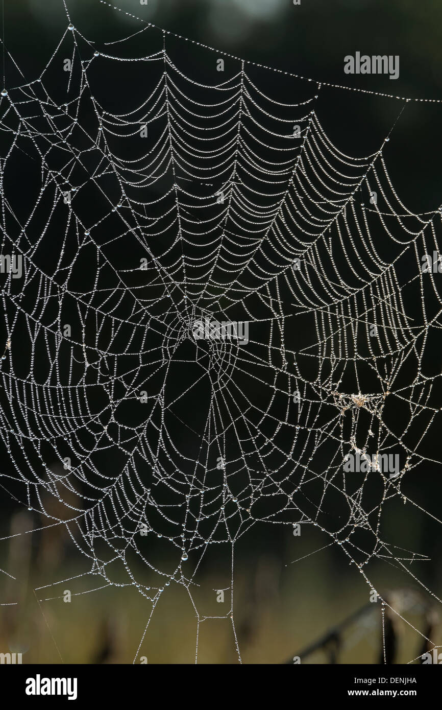 Dew covered cobweb Stock Photo