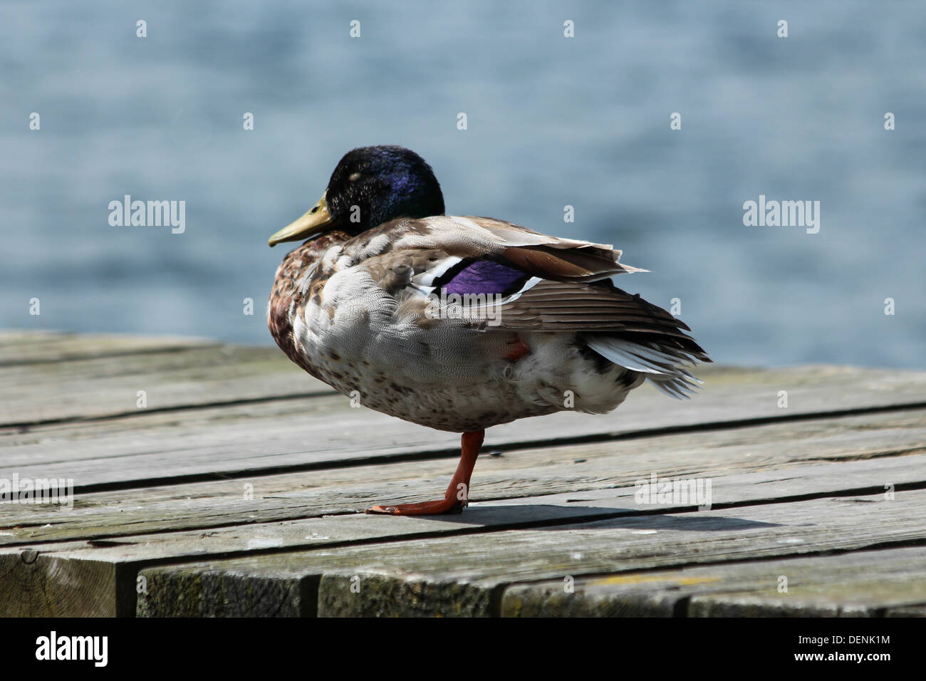 Duck sleeping on one leg photographed in Ambleside by Lake Windermere, Lake District, Cumbria