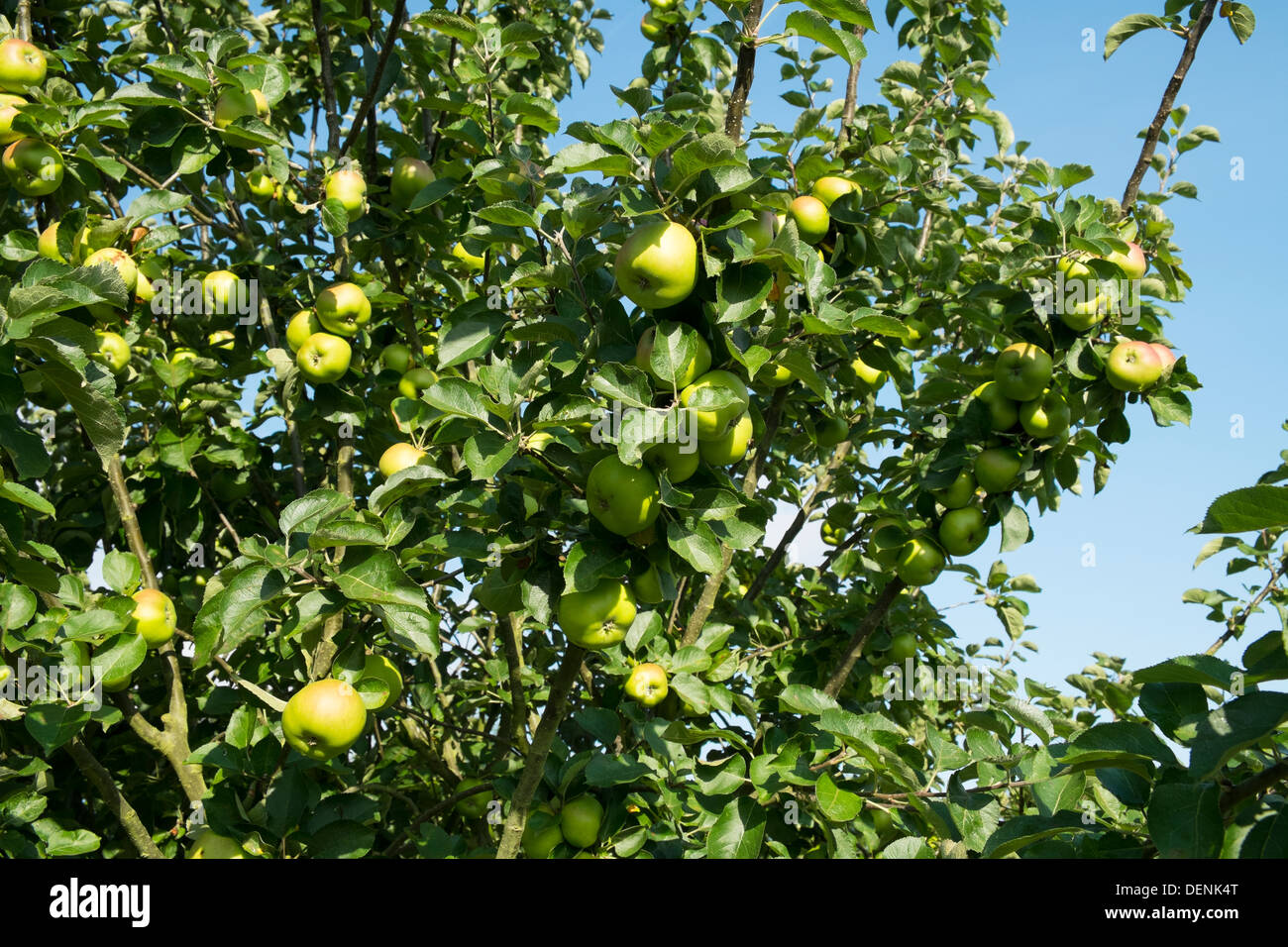 Bramley apple tree, laden with fruit in early Autumn. Stock Photo
