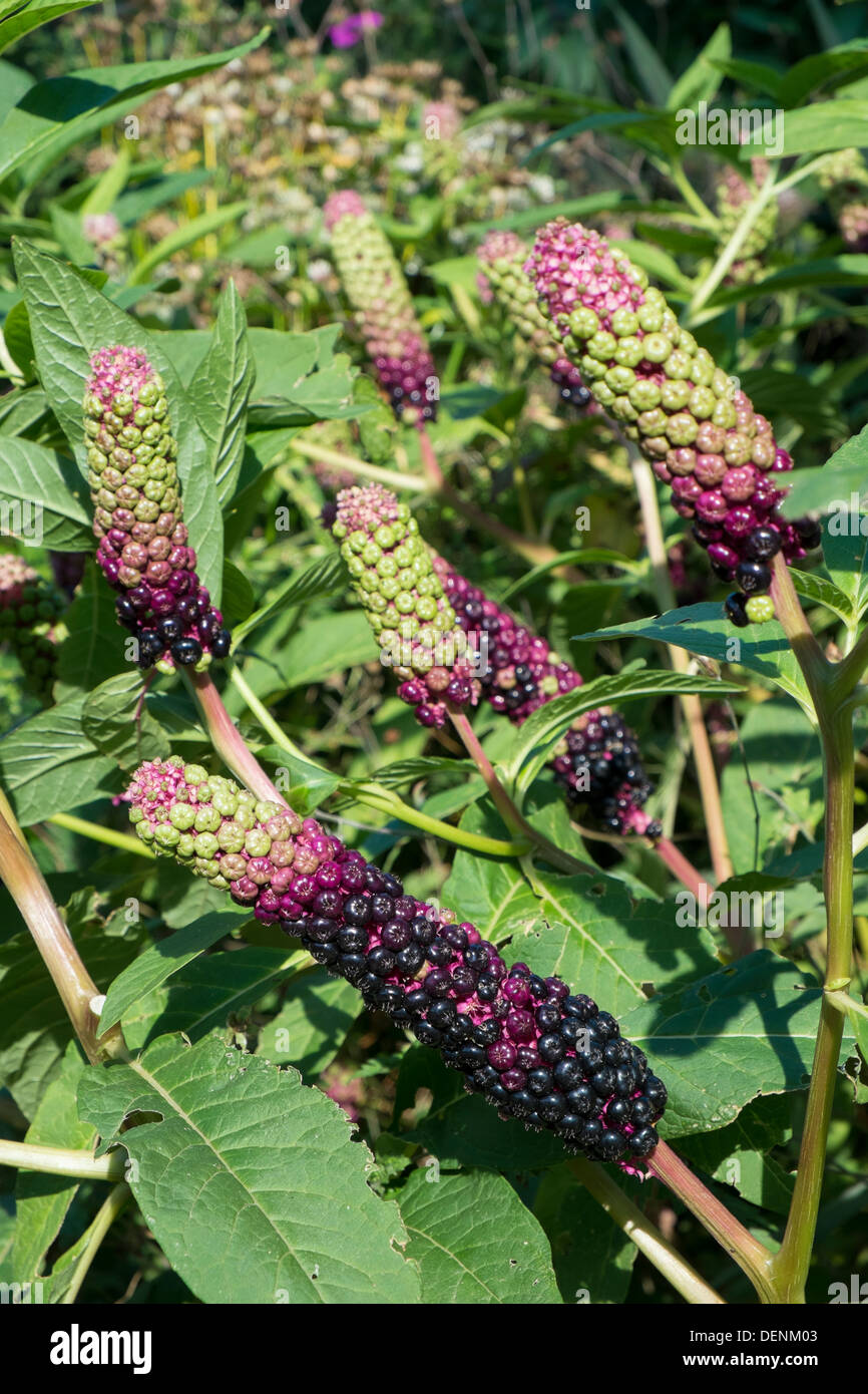 Pokeweed ,Phytolacca americana, showing the berry spikes Stock Photo