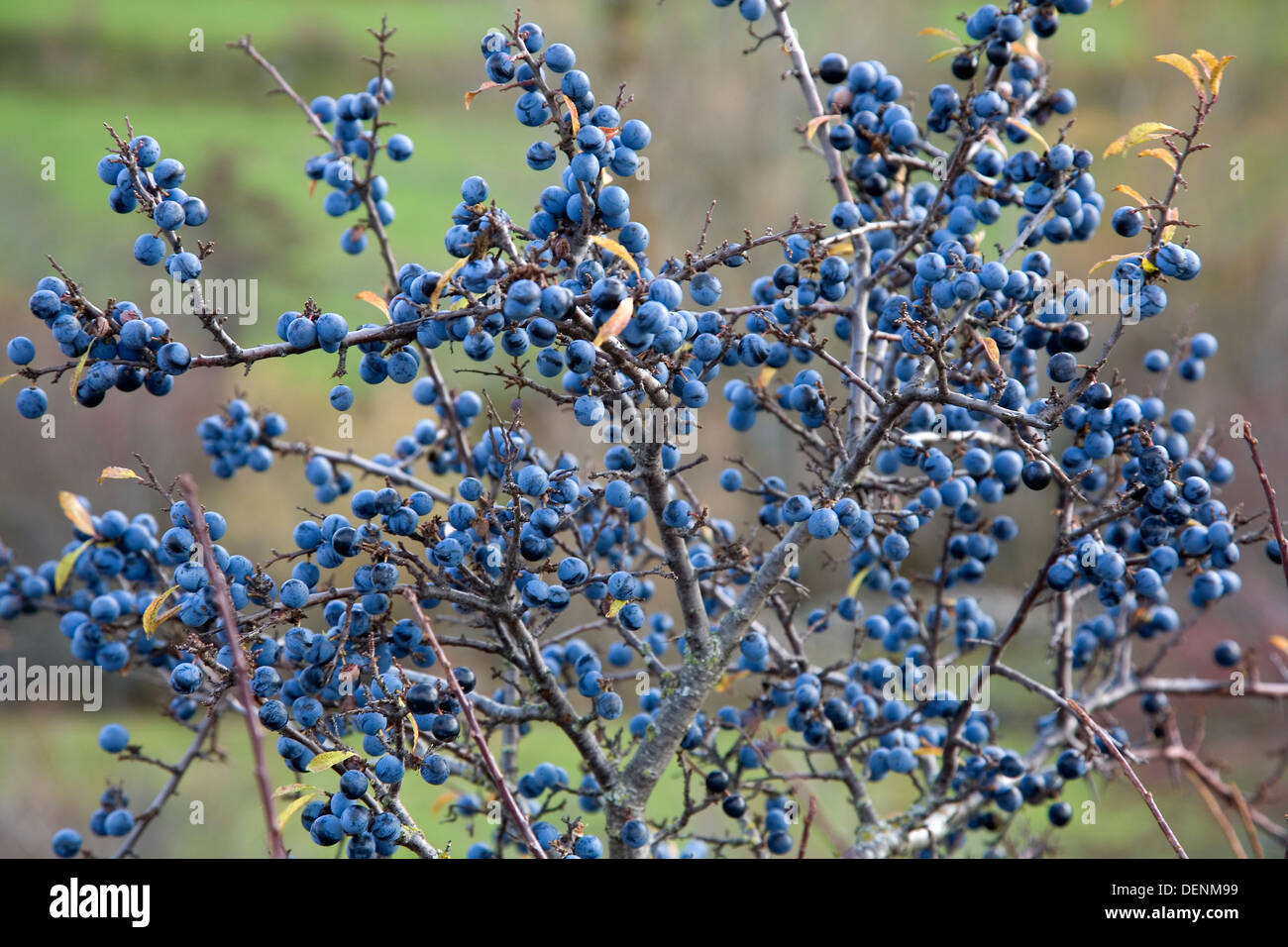 Blackthorn Or Sloe Prunus Spinosa Fruits Stock Photo Alamy