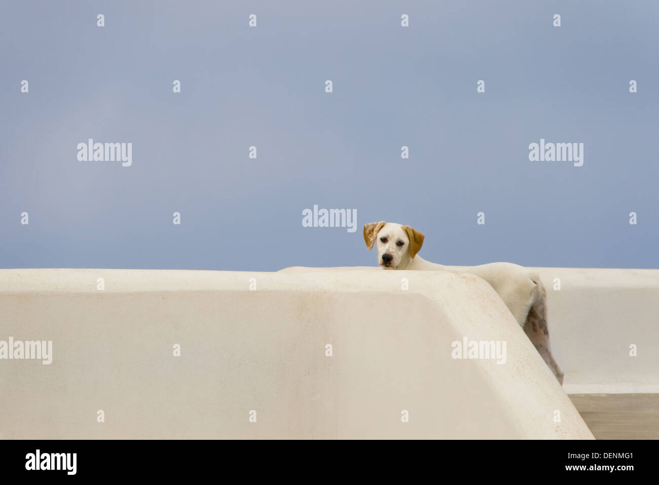 White dog with brown ears in the terrace of a house on Imerovigli, Santorini island, Greece. Stock Photo