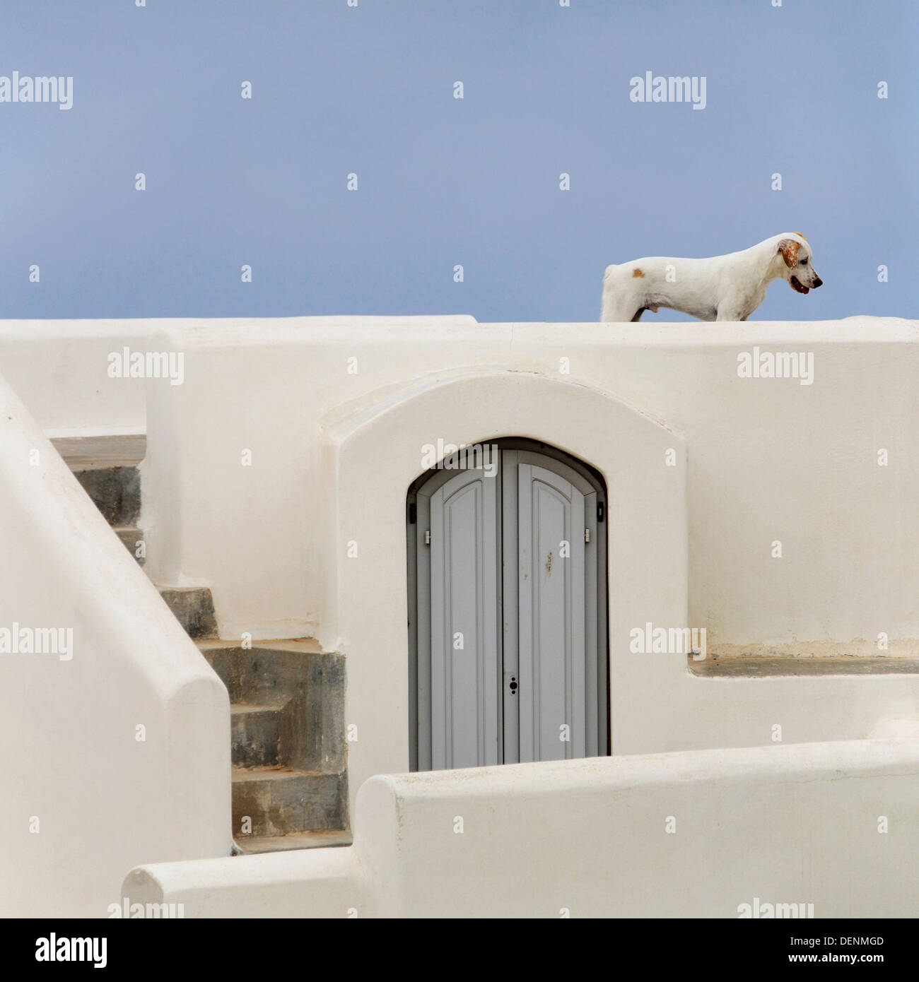 Stray dog in the terrace of a typical cycladic house in Imerovigli, Santorini island, Greece. Stock Photo