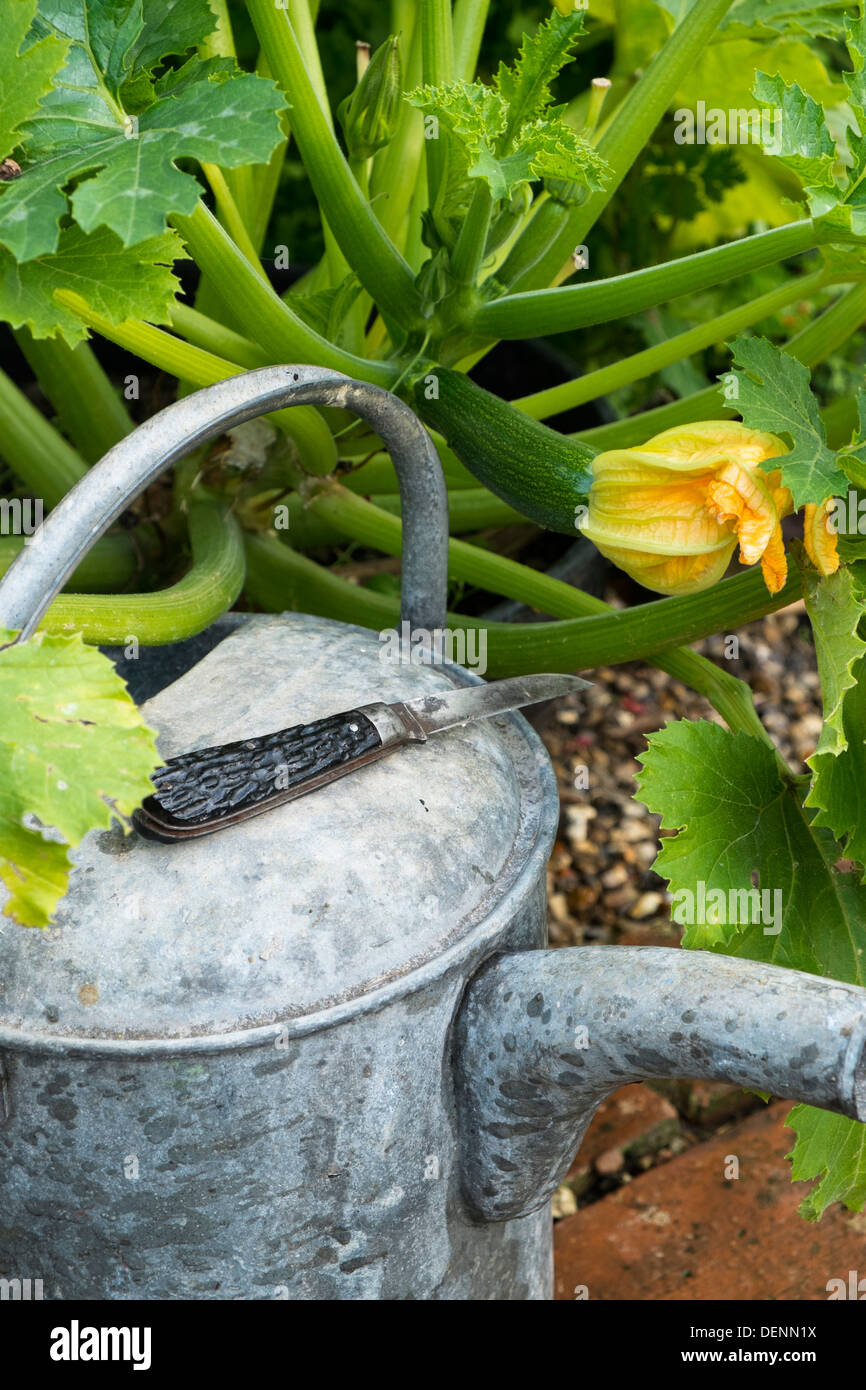 Galvanized watering can, garden knife and courgette plant, Stock Photo