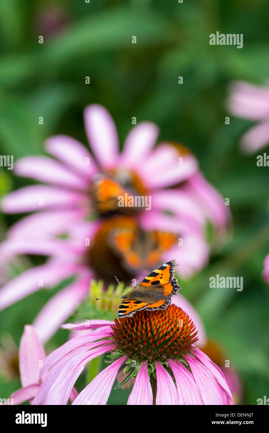 Small Tortoiseshell, Aglais urticae L., feeding on Echinacea purpurea, coneflower or purple coneflower Stock Photo