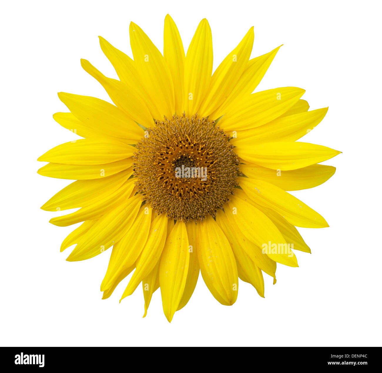 Isolated sunflower on the white background Stock Photo - Alamy