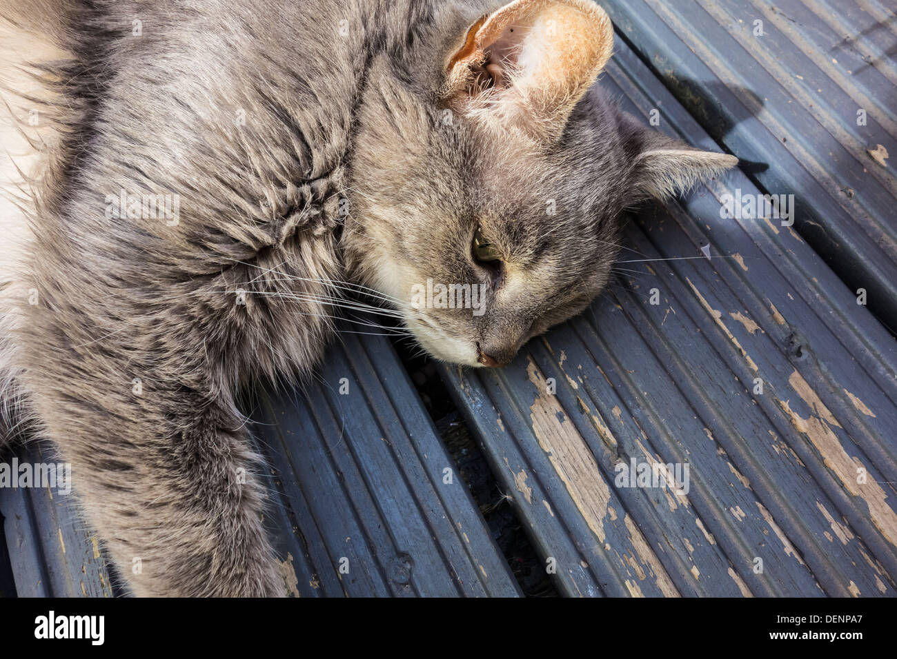 Long haired silver tabby cat hi-res stock photography and images - Alamy