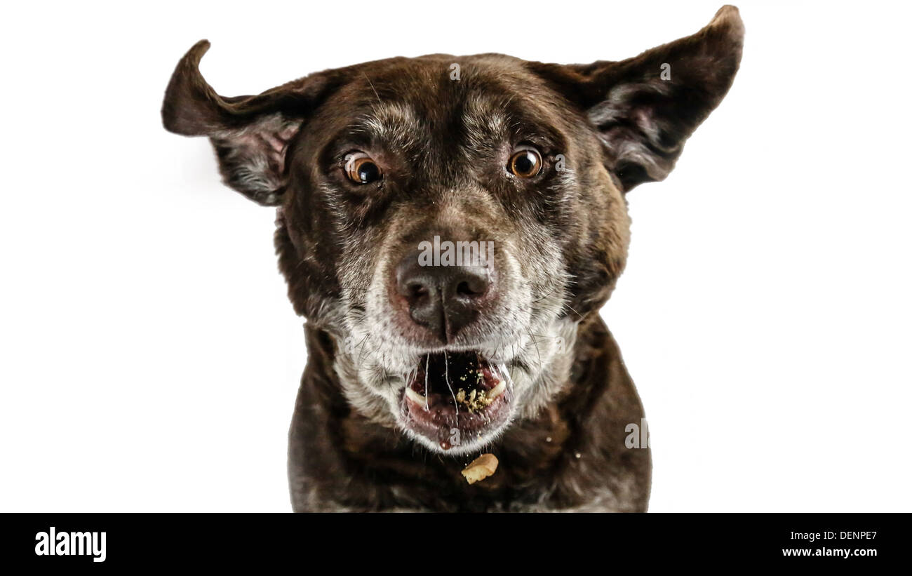 funny dog facial expression. a chocolate labrador catching a biscuit in