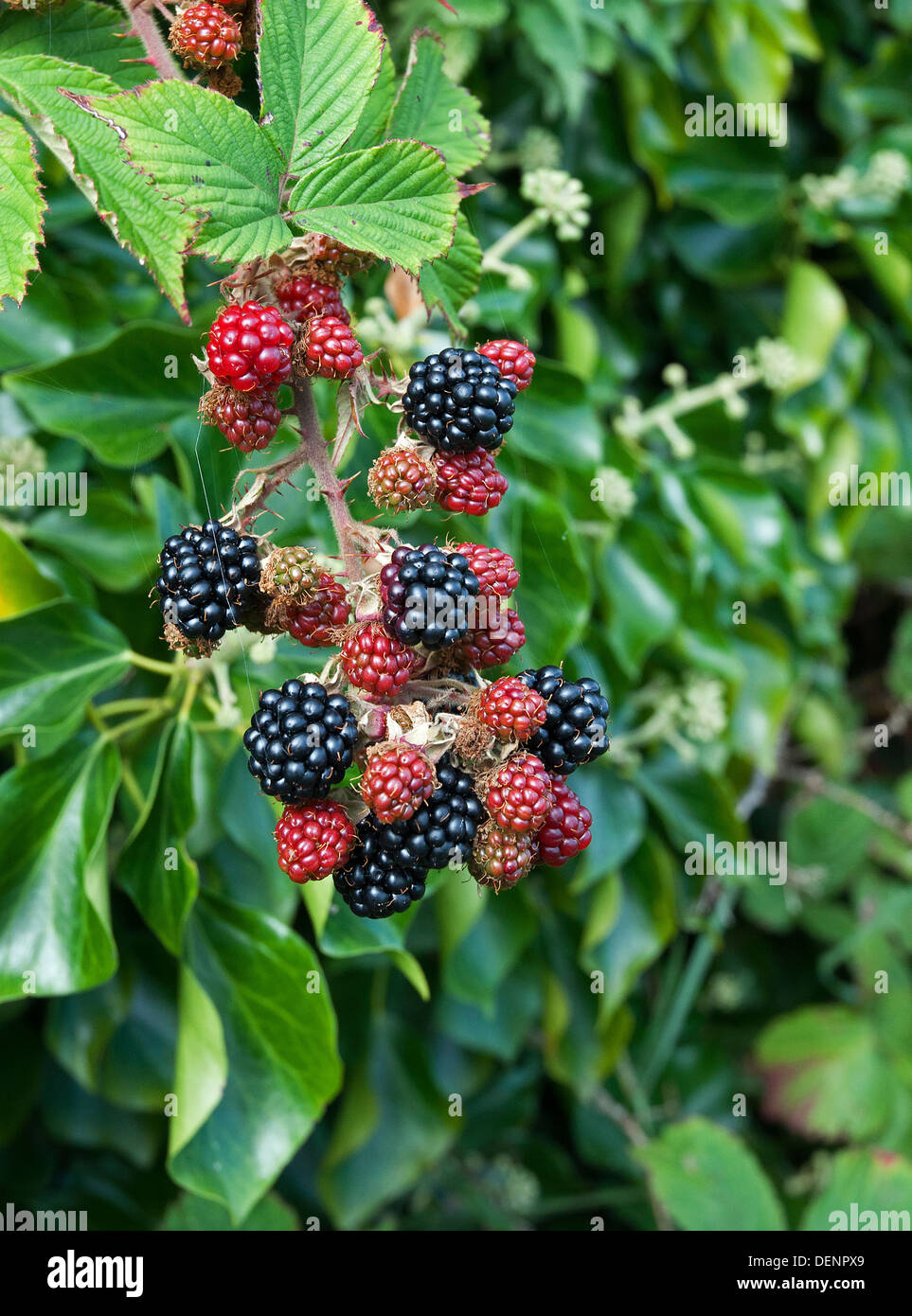 Wild blackberries in different stages of ripening Stock Photo